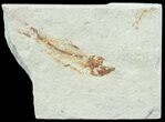 Bargain, Cretaceous Fossil Fish - Lebanon #70015-1